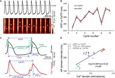 Ca2+ and Membrane Potential Transitions During Action Potentials Are Self-Similar to Each Other and to Variability of AP Firing Intervals Across the Broad Physiologic Range of AP Intervals During Autonomic Receptor Stimulation